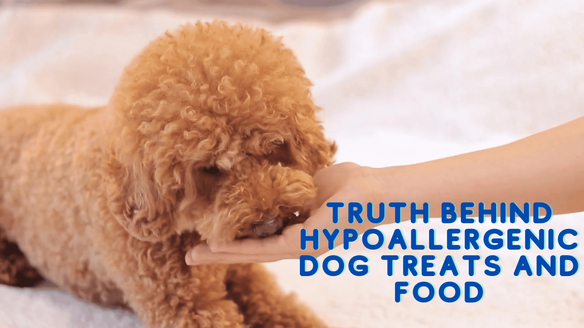 Unlock The Truth Behind Hypoallergenic Dog Food And Treats