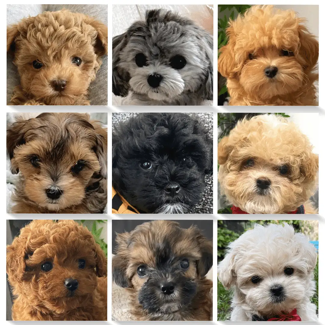 Micro maltipoo puppies shops for